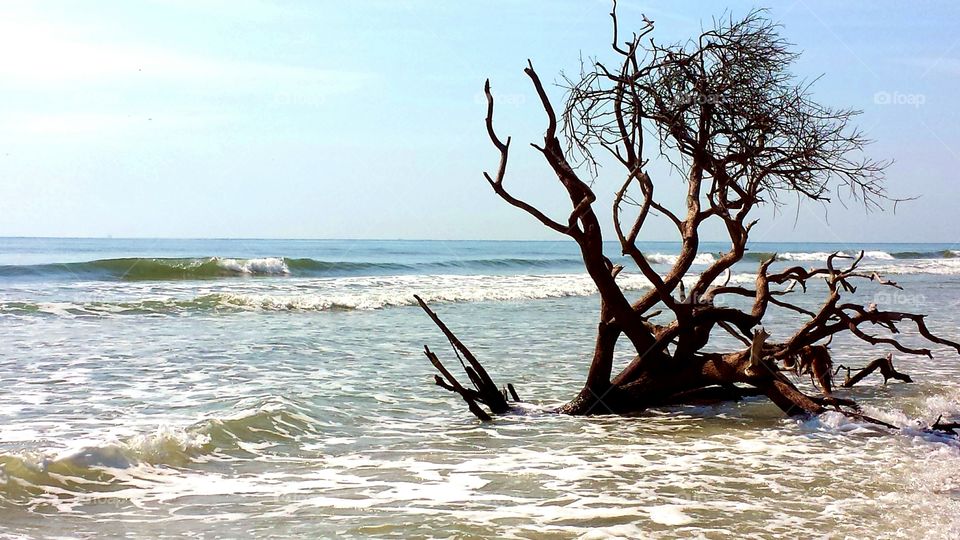 Driftwood in the waves