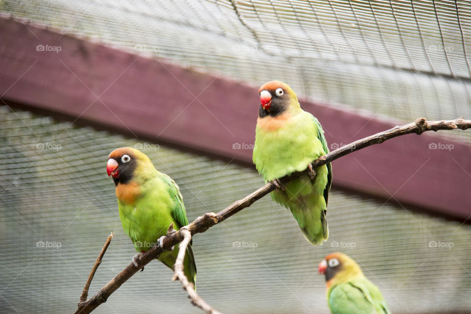 Two little birds . Two little birds