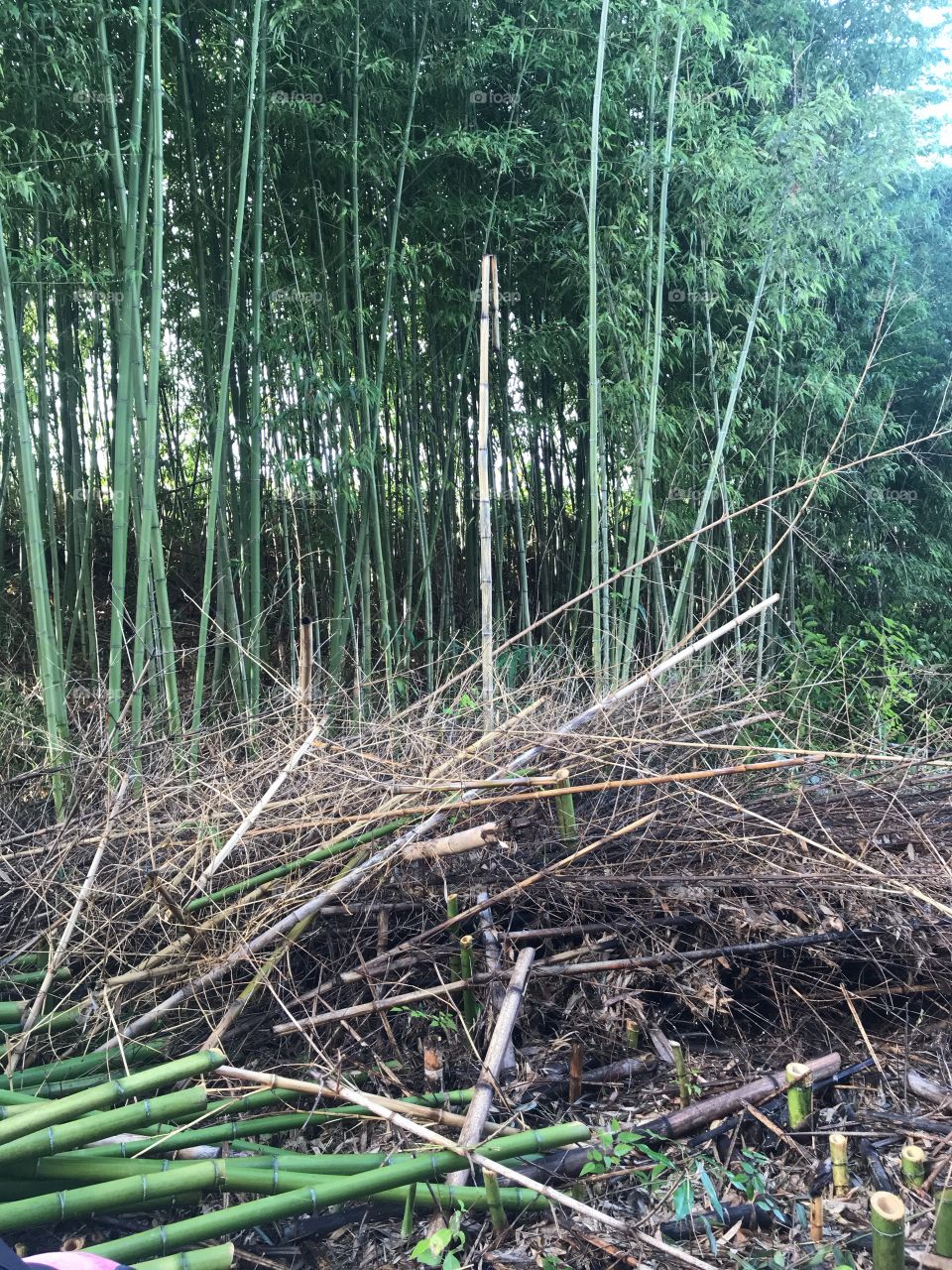 Bamboos 