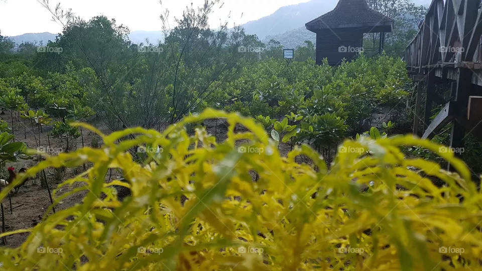 daun kuning
