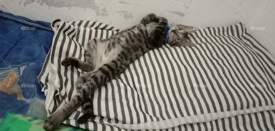 cat's style in my bed.. it's funny!