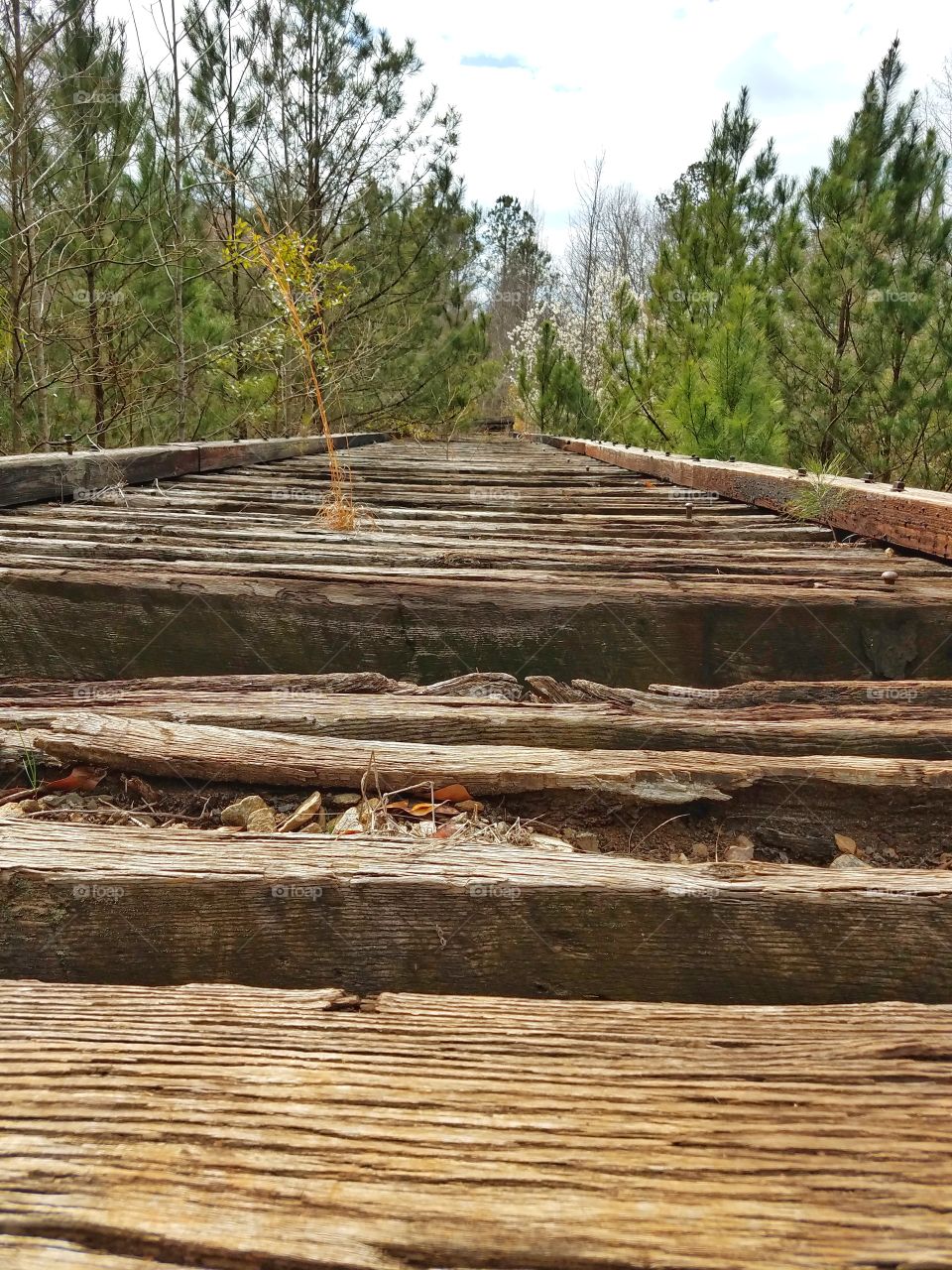 Abandoned railroad bridge through the tree topd