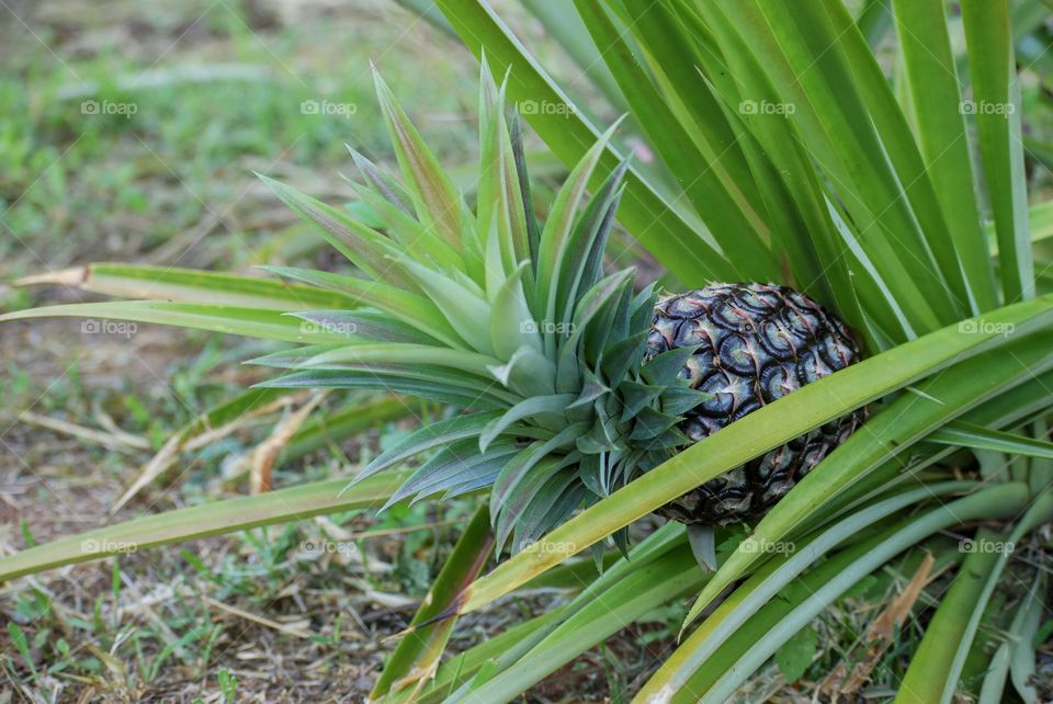 Pineapple is growing in the garden.