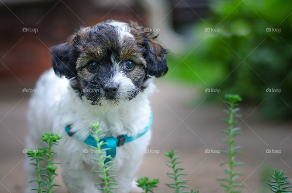 Roscoe2. puppy learning to wear his harness and walk on leash. he was not amused.