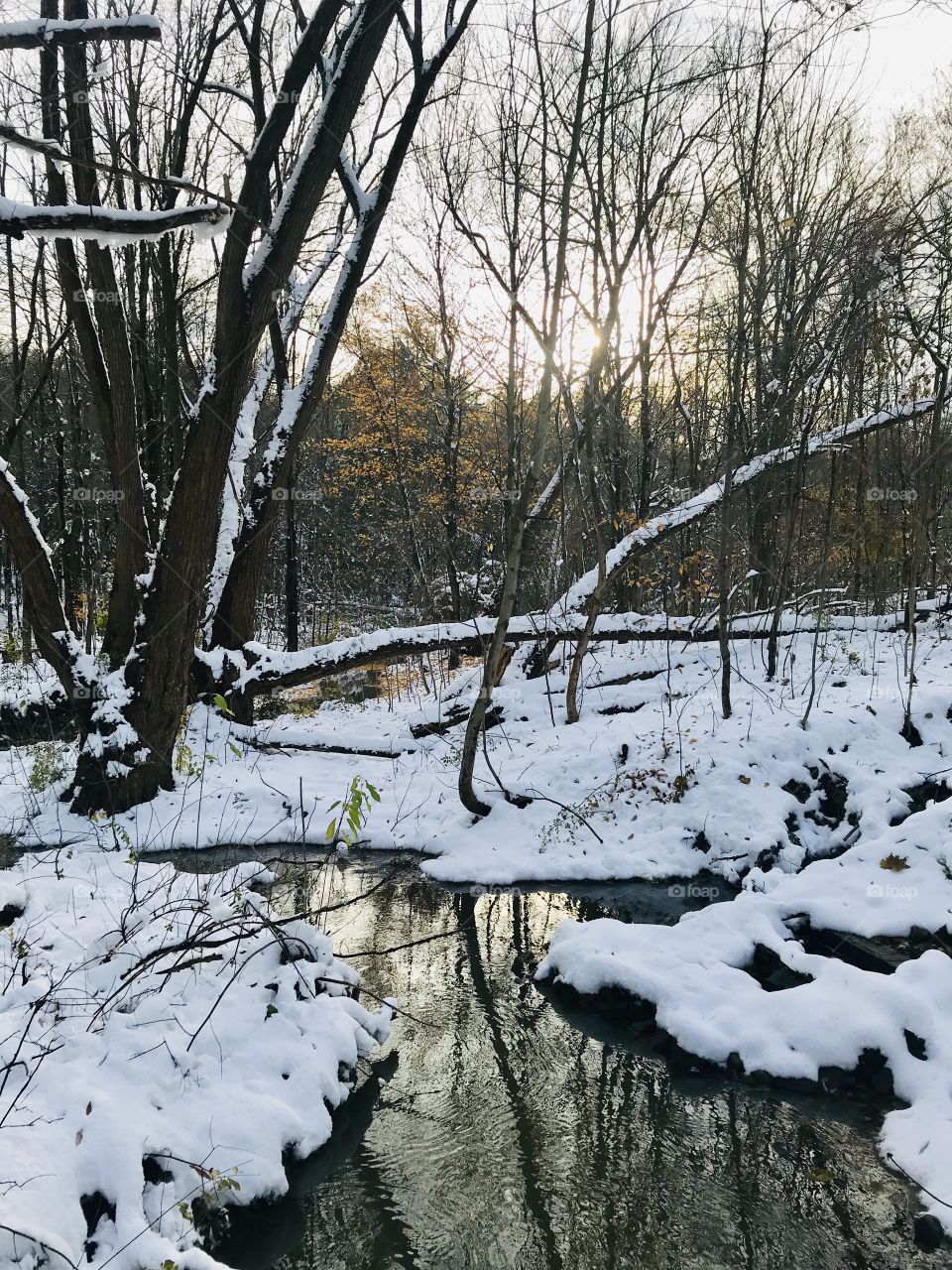 Tree branch reflection 