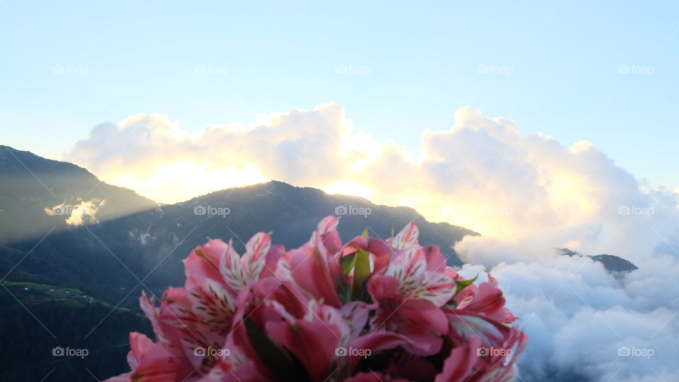 Flowers in the mountains