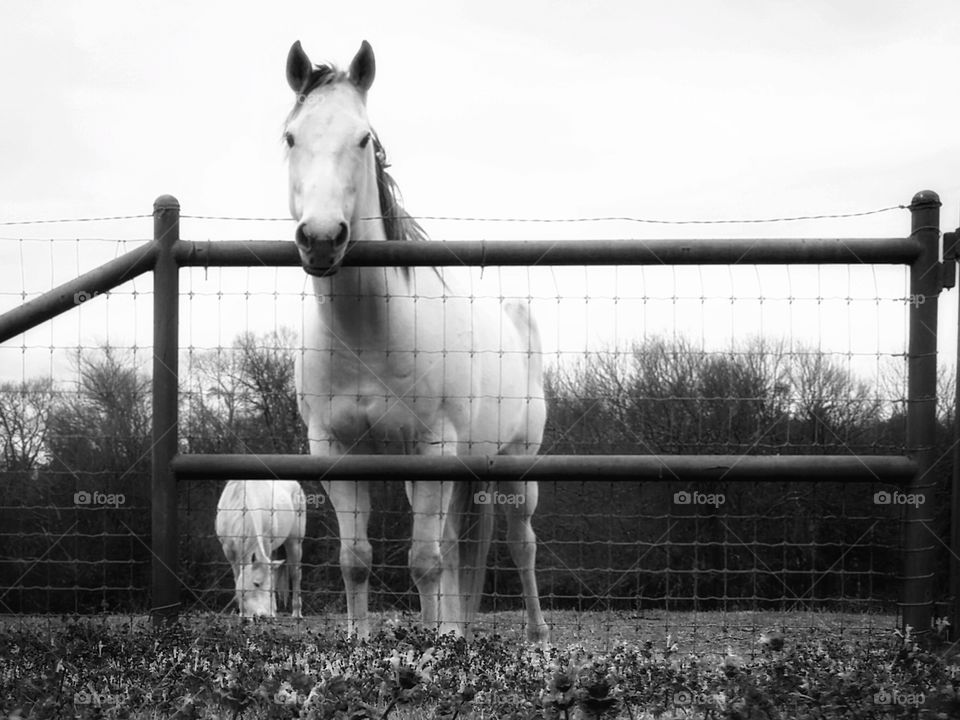 A gray horse looking over a fence in black and white