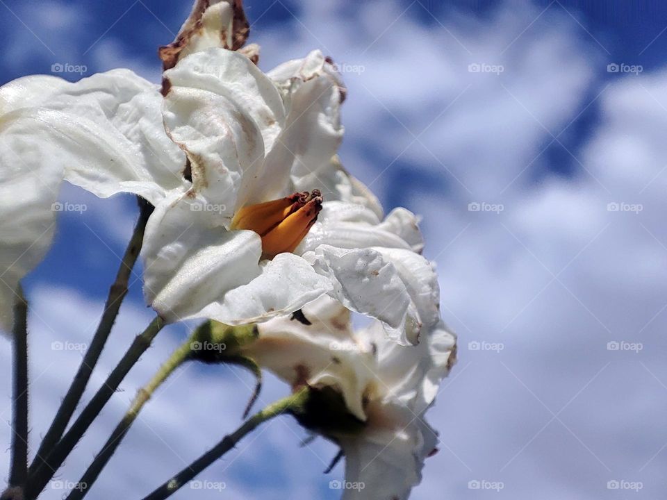 Macro photo of flowering grass