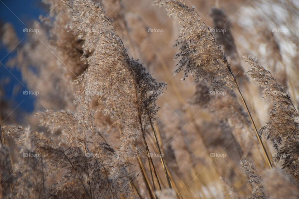 Schilfähren im Winter