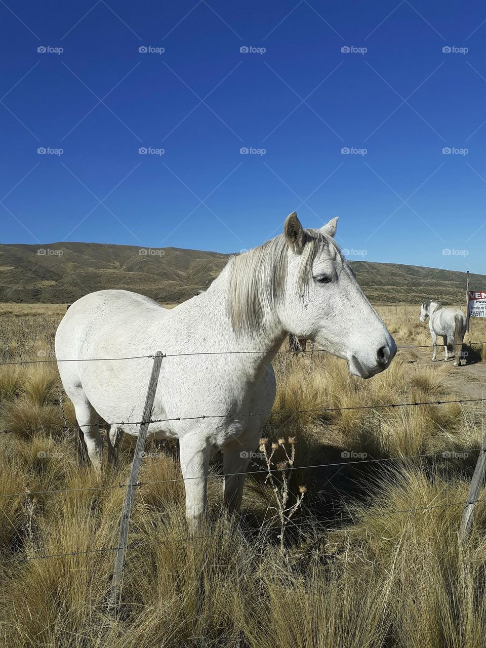 caballo en la pradera