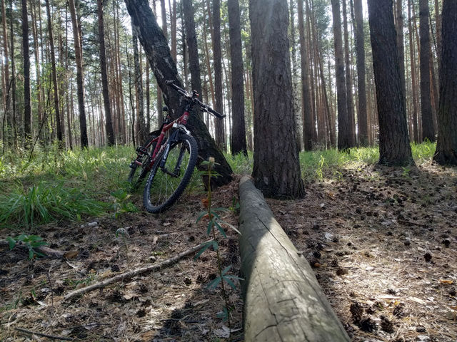Bicycle in wood