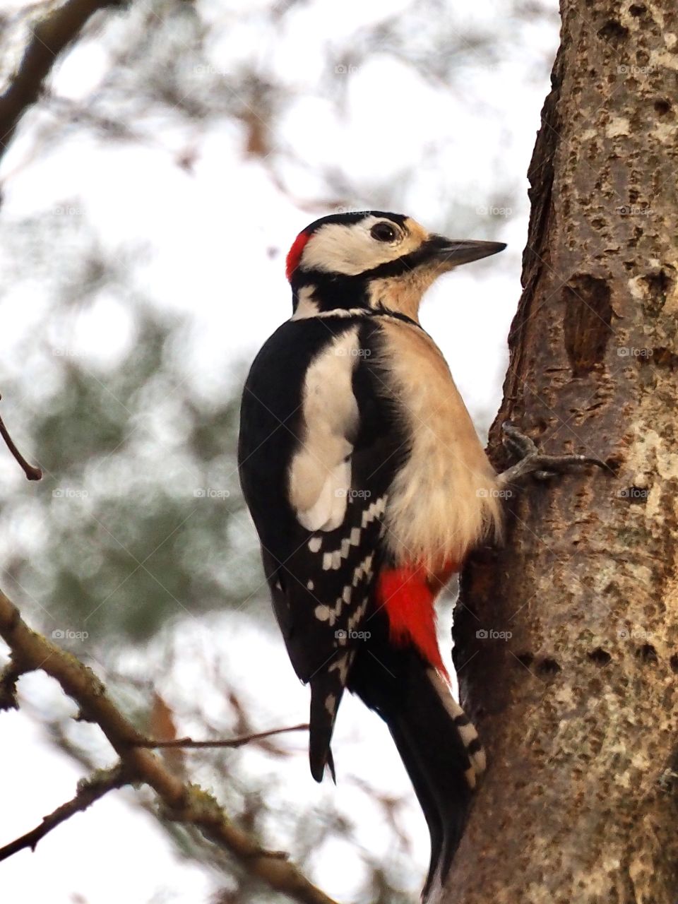 Woodpecker