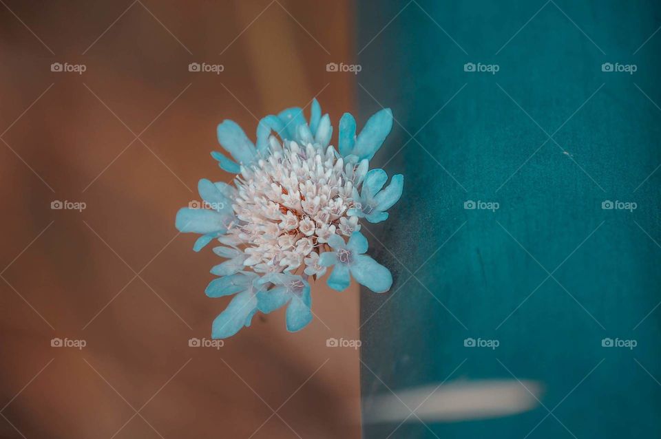 close-up of a flower