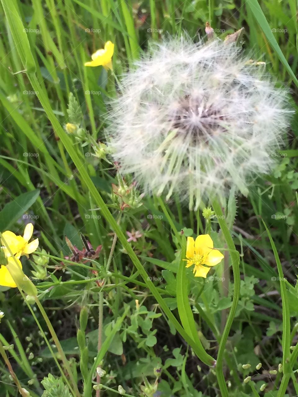 Dandelion with yellow flowers