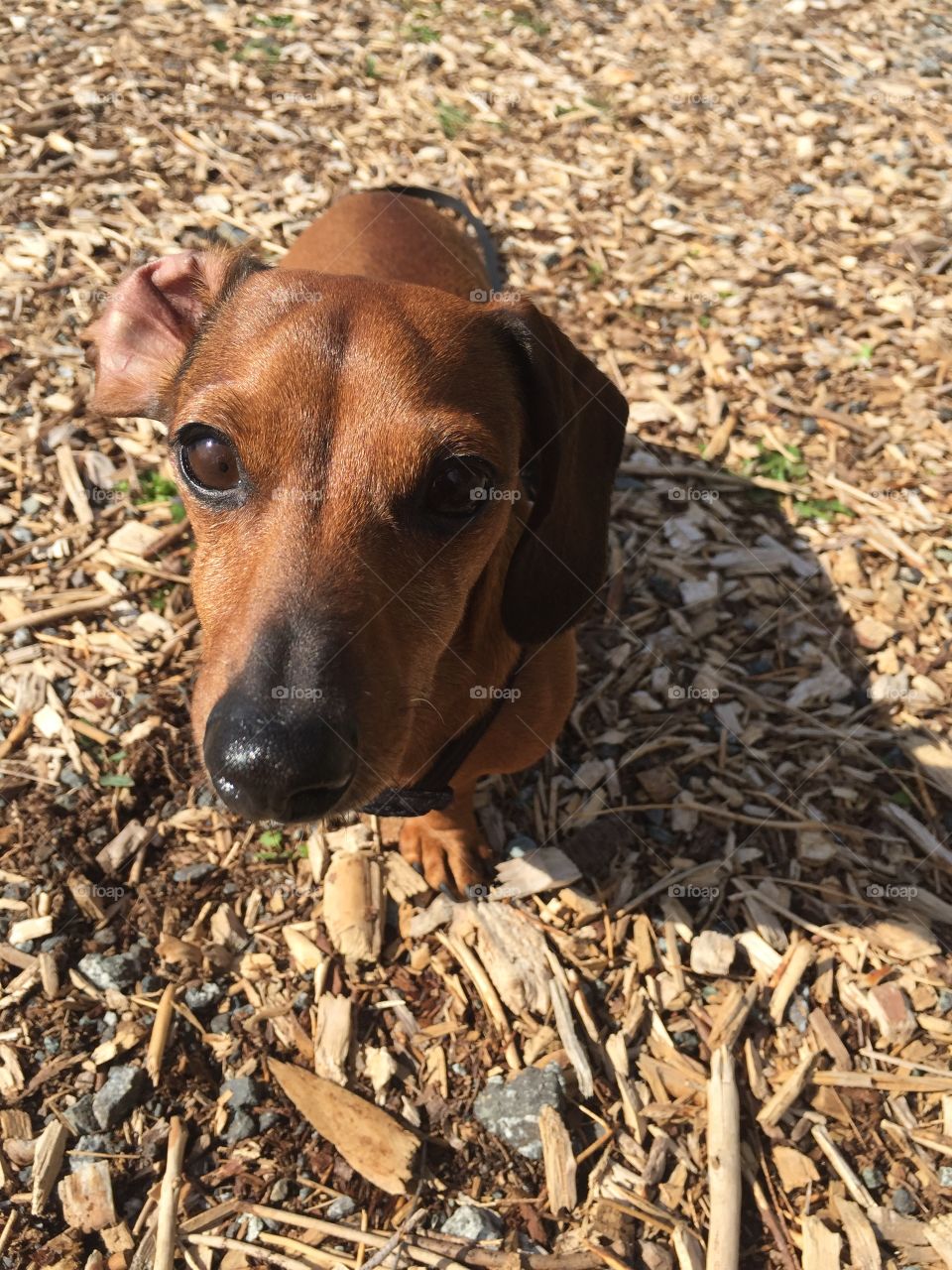 PLEASE can we go hiking dad???