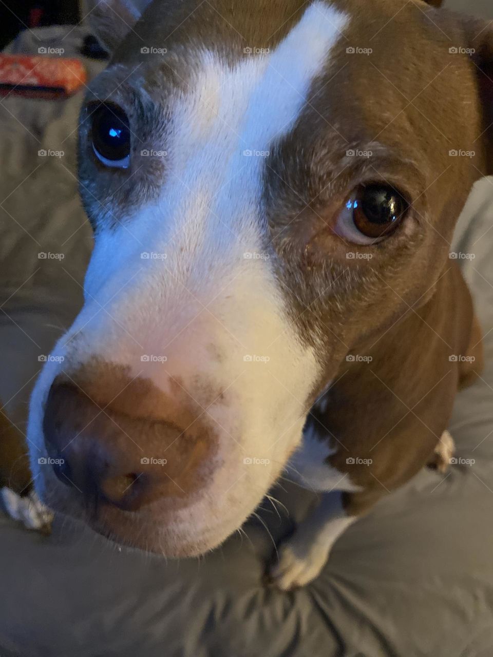 Dog cute sweet eyes, adorable, baby bulldog love