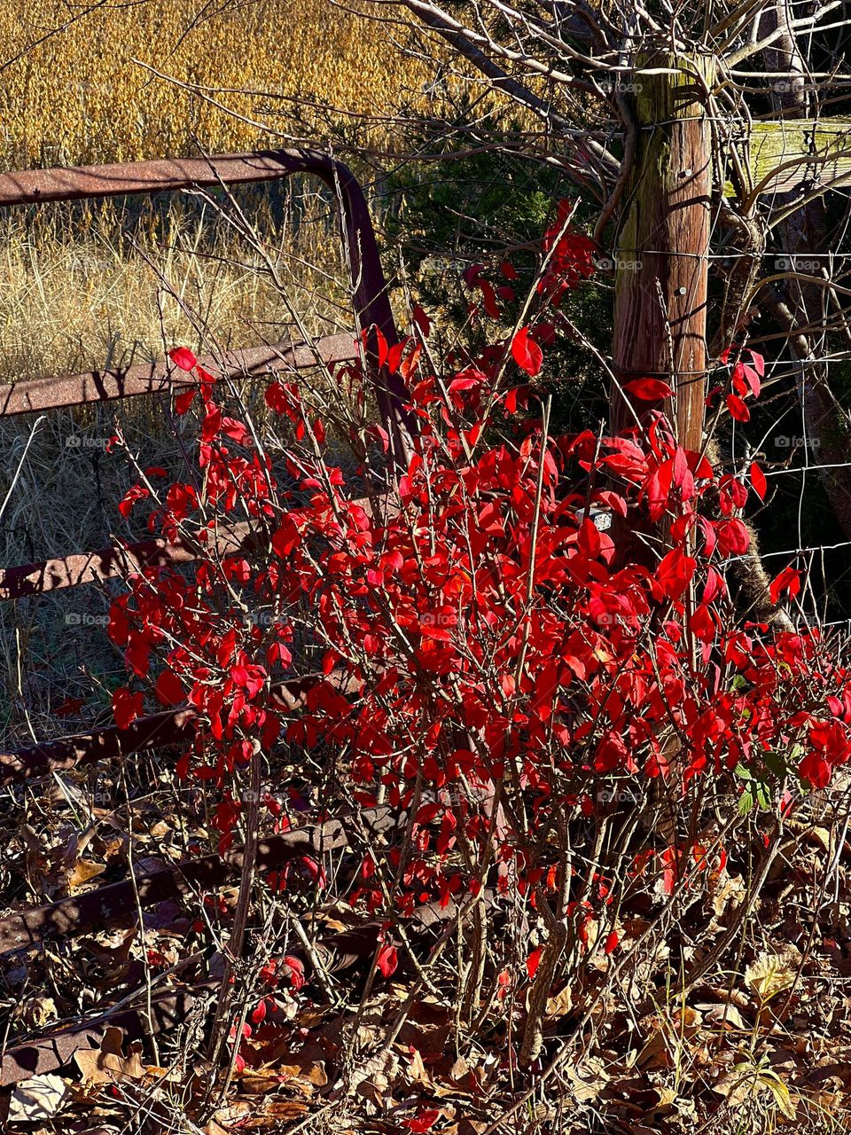 Burning Bush 