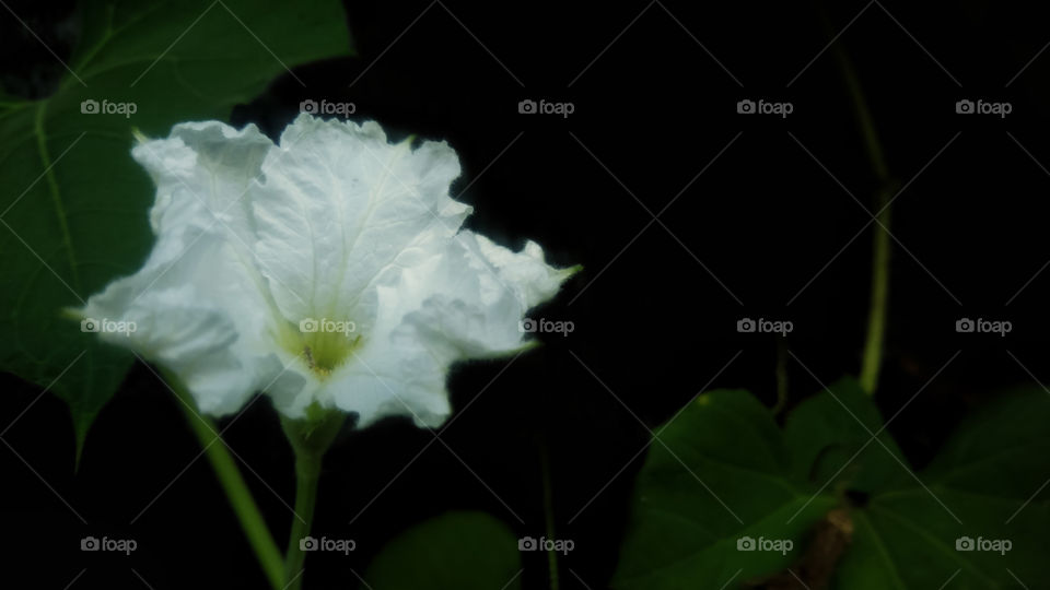 Beautiful white flower in the black background