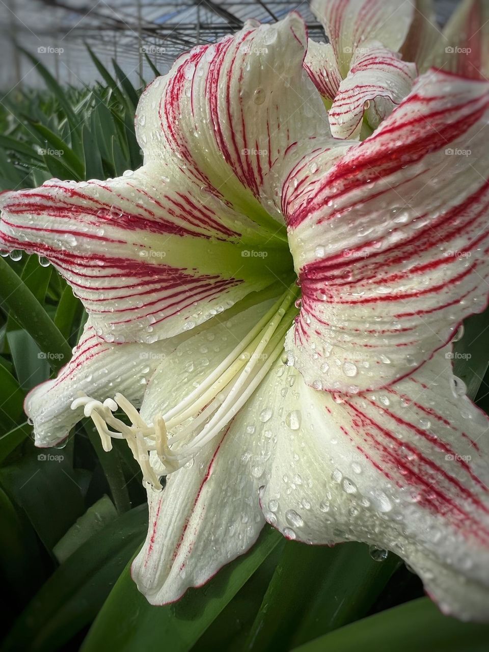 Amaryllis