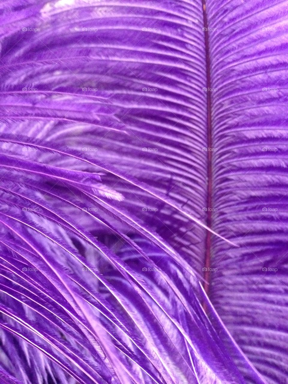 Feathers