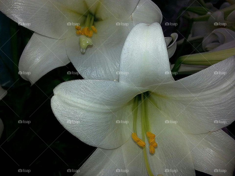 Easter Lily