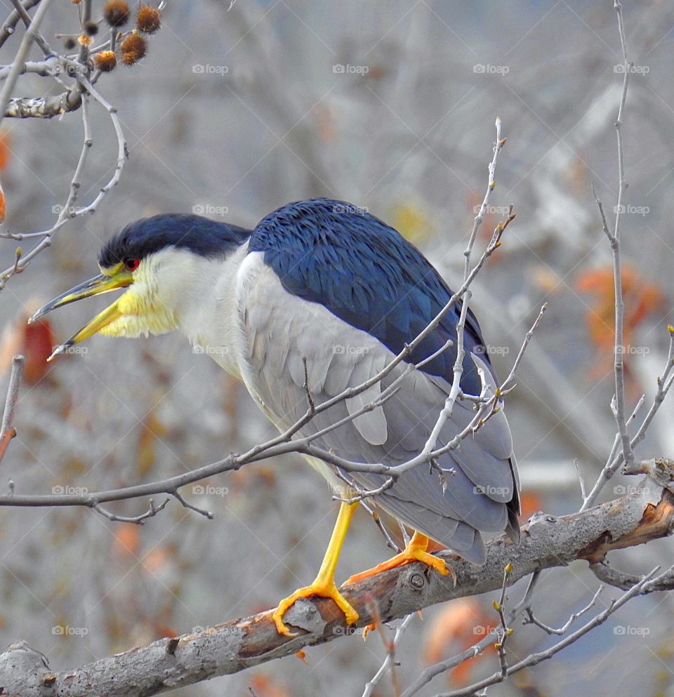 Night Heron