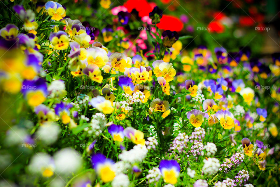Colorful of flowers in the garden. Beautiful in nature.