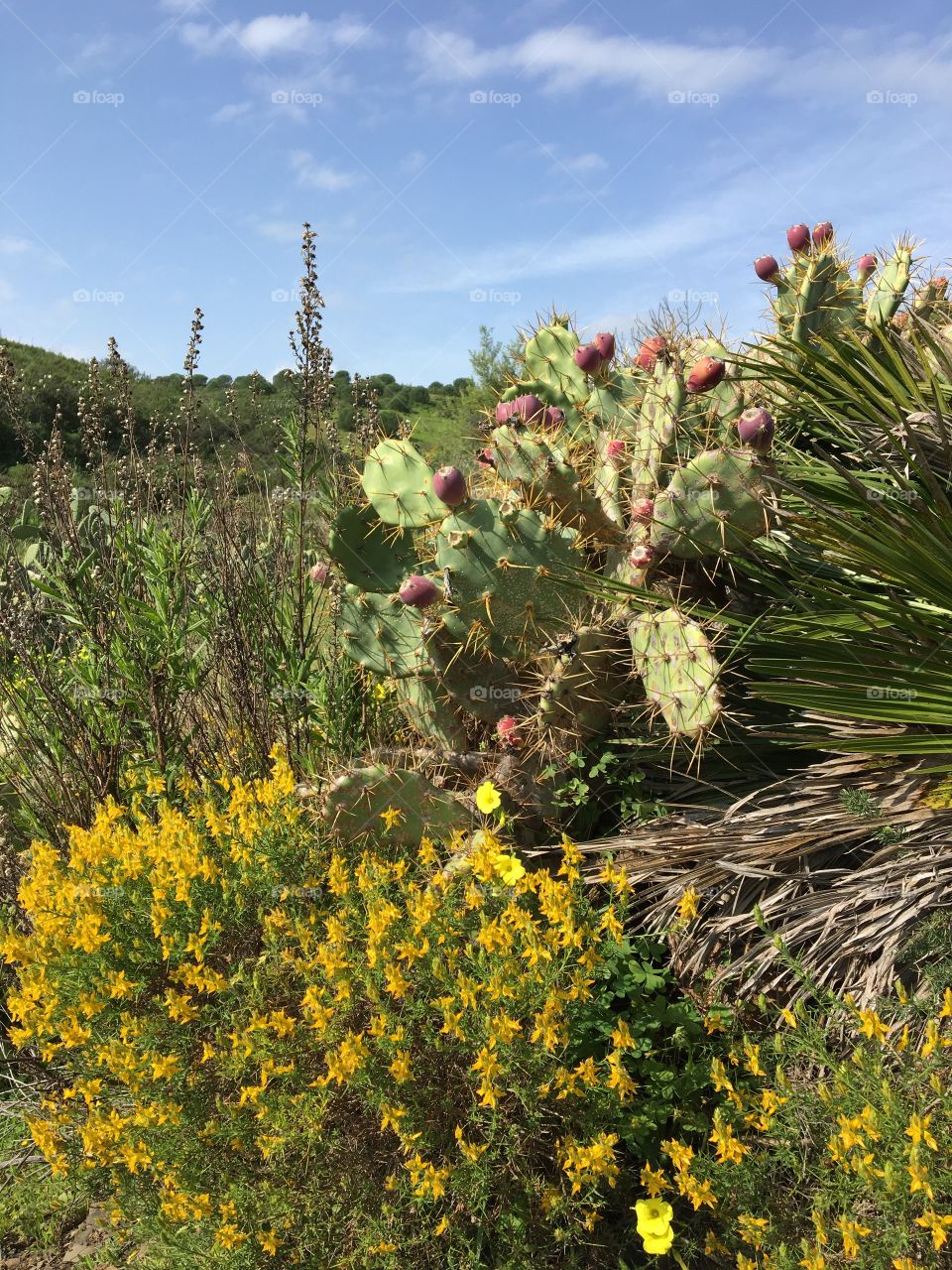 Blooming landscape with prickly pears cactus figs