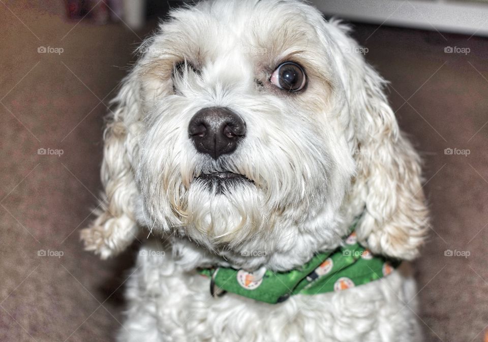 Startled Cockapoo