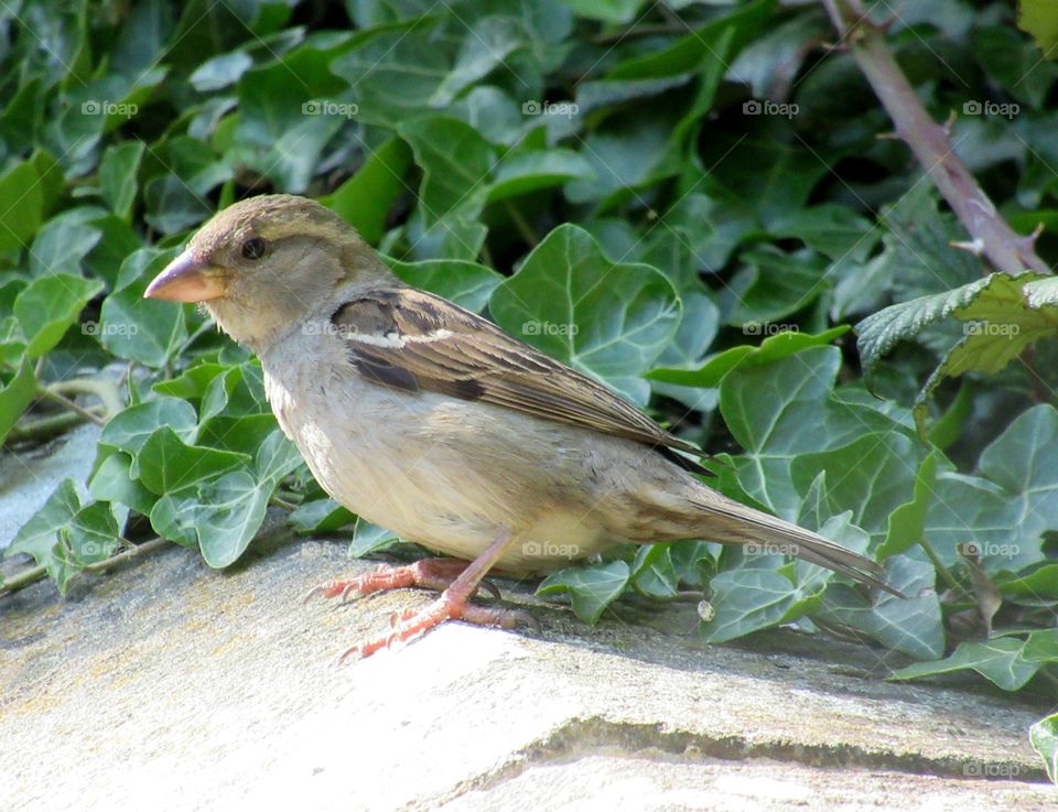 Sparrow on wall next to ivy