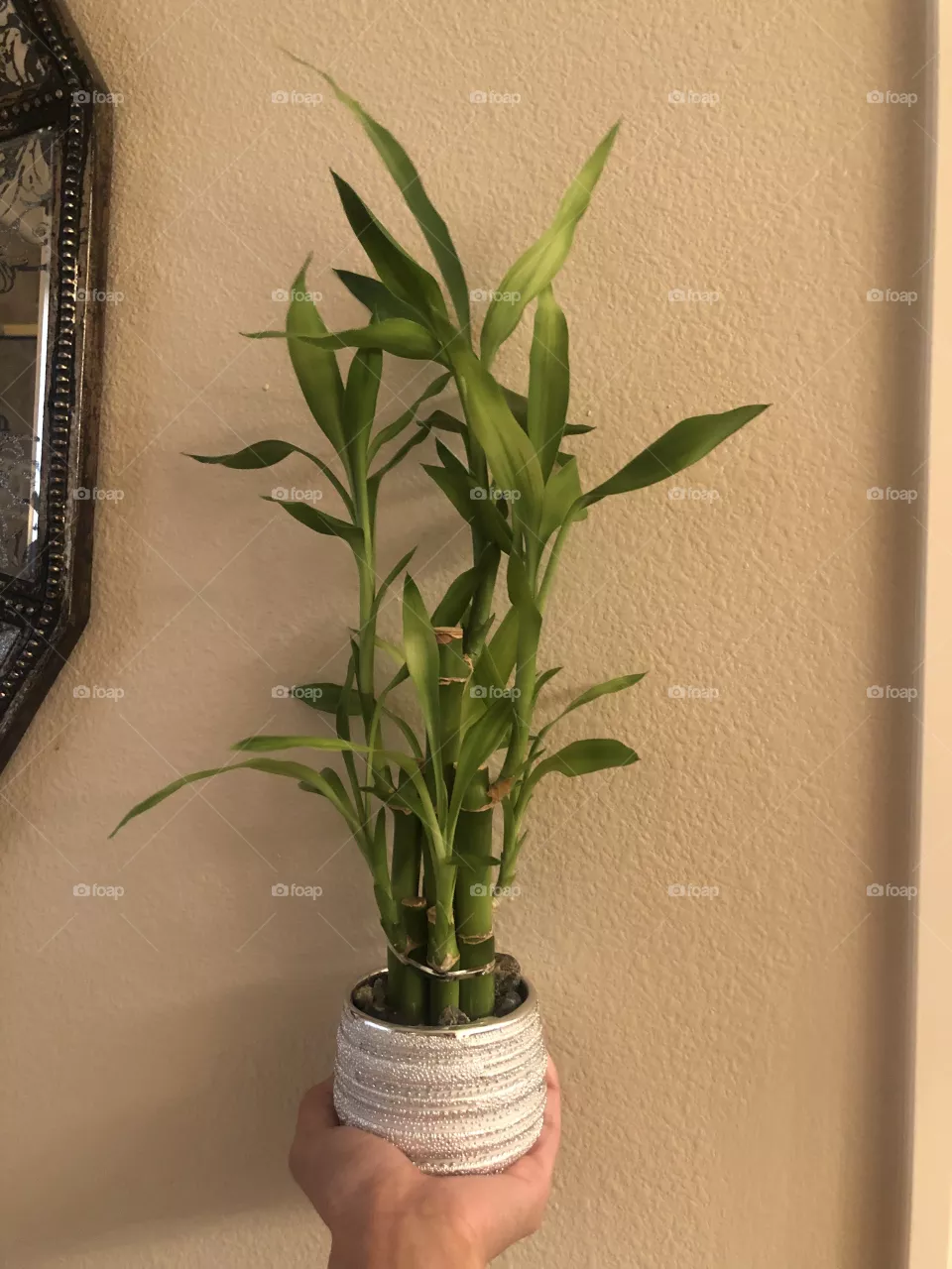 Bamboo