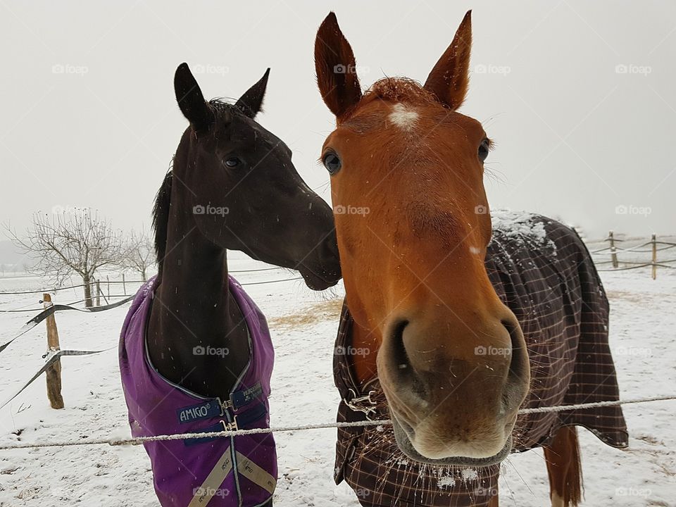 two horses outside in the snow