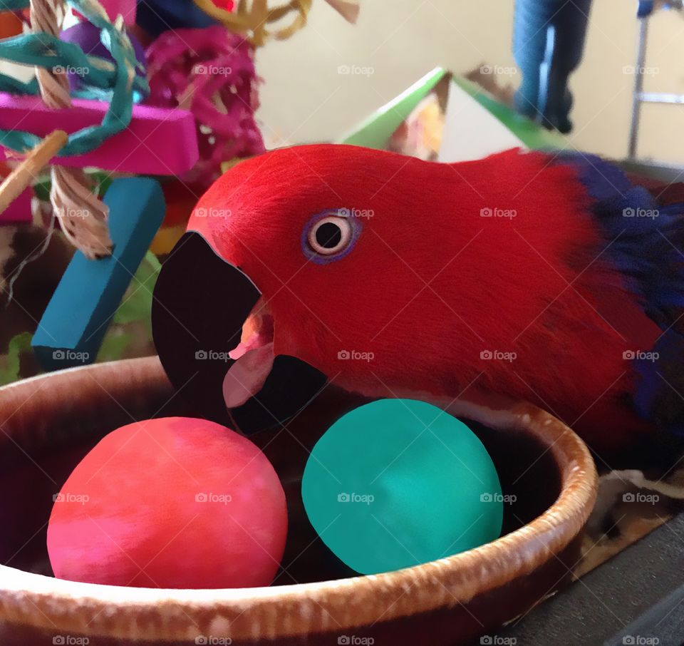 Beautiful red parrot tending to brightly colored eggs.