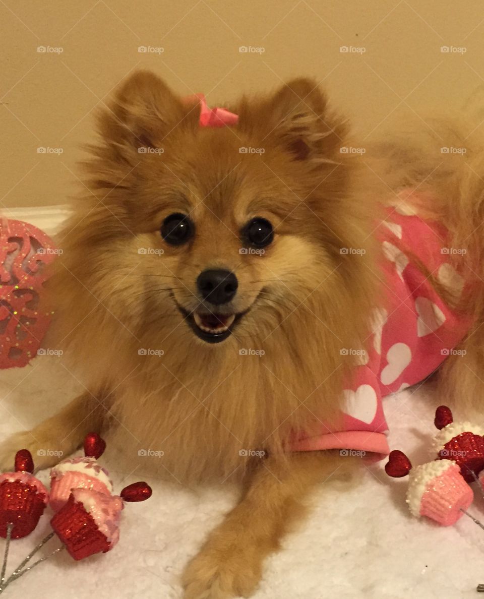 Gia's Valentines Picture . Pomeranian in pink 