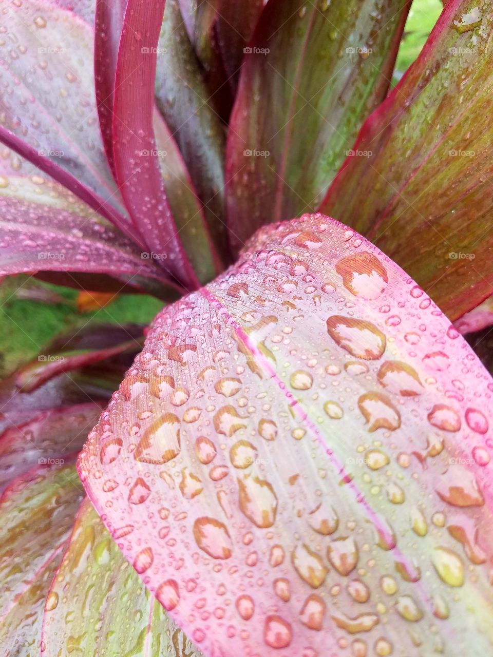 tropical plant in rain