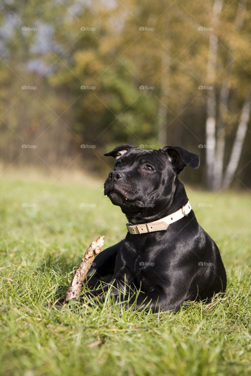 Dog sitting on grass