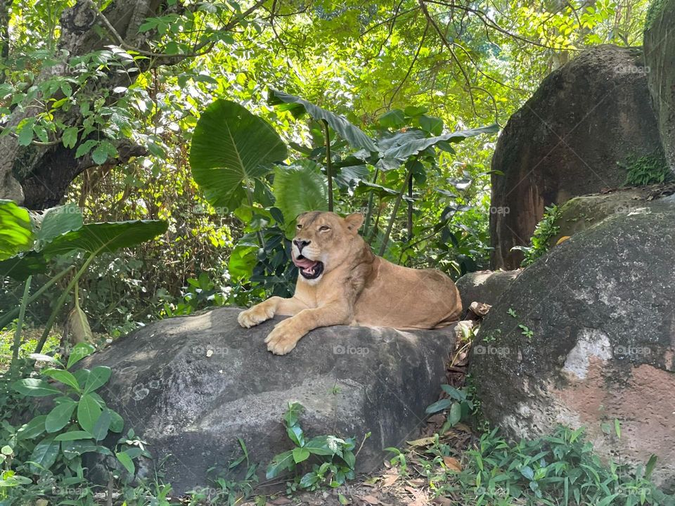 Lazy on the forest...