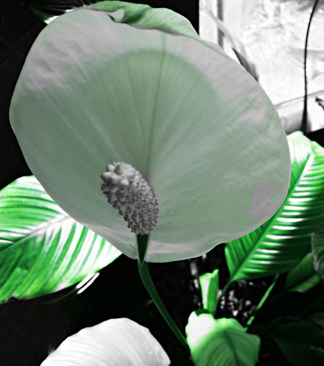 Bloomed