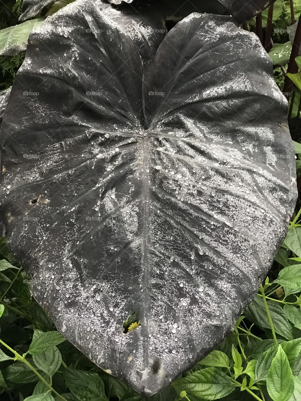 Dark leaf with dew