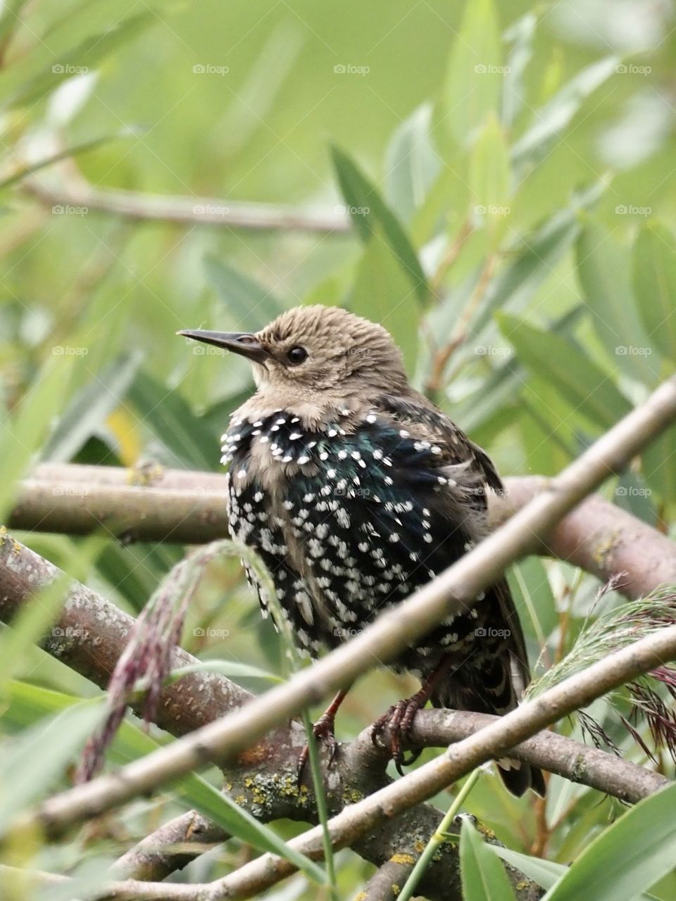 Starling