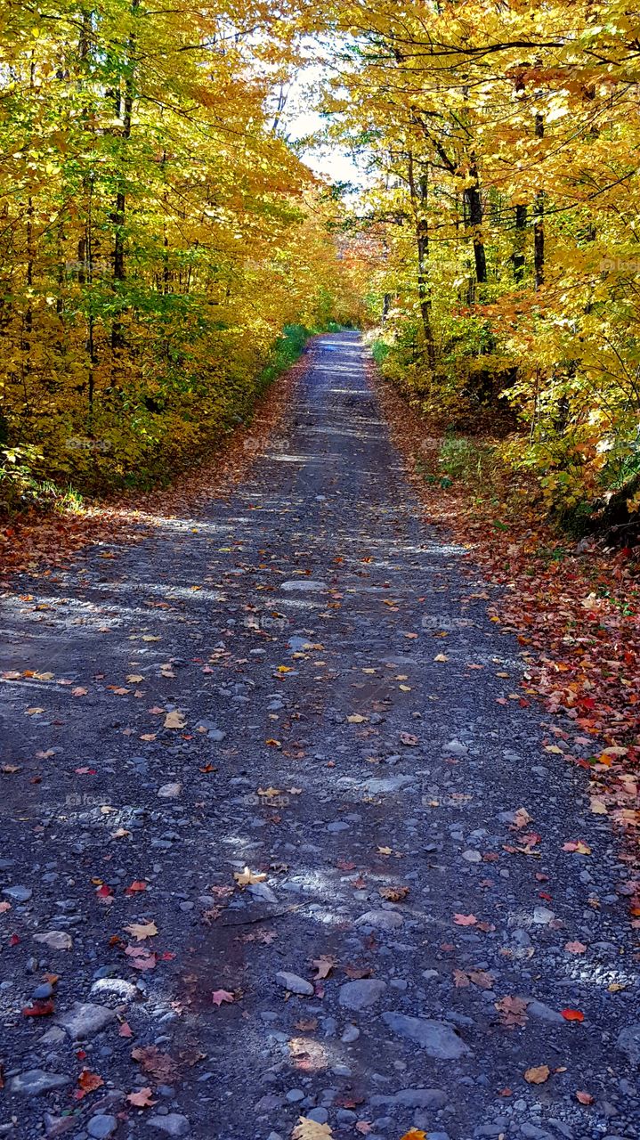 long autumn road