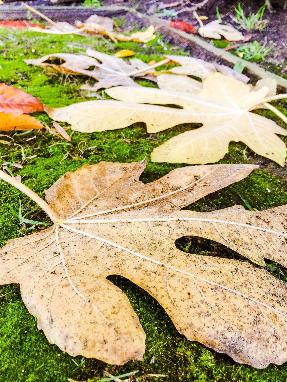 Fall leaves 