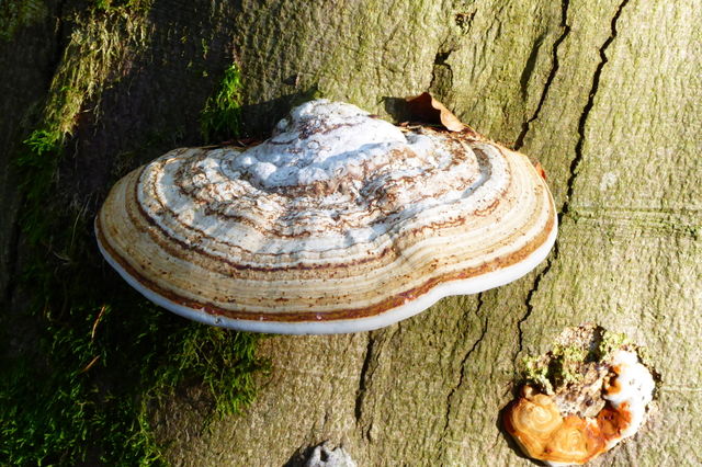 First signs of autumn 