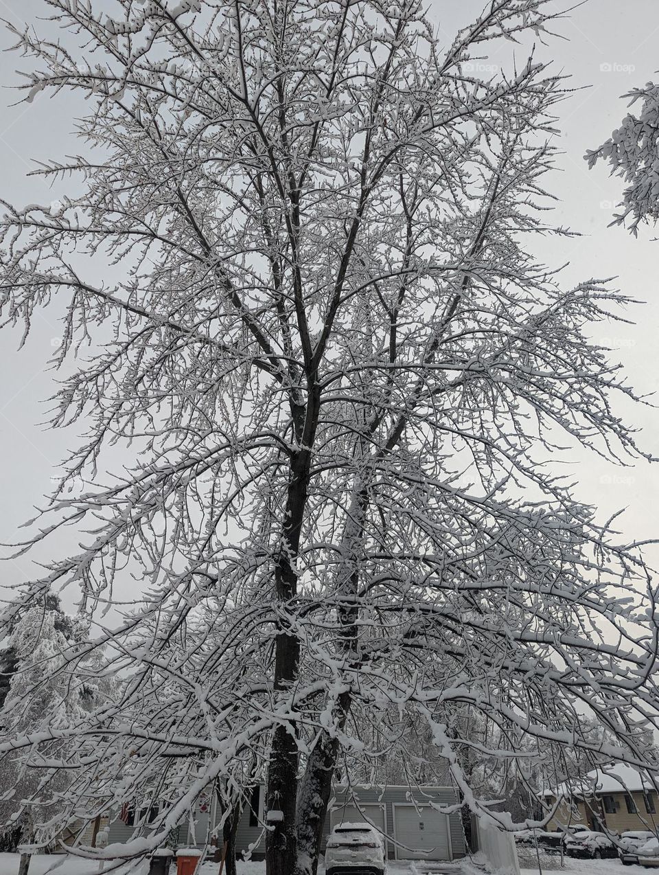 snowy tree