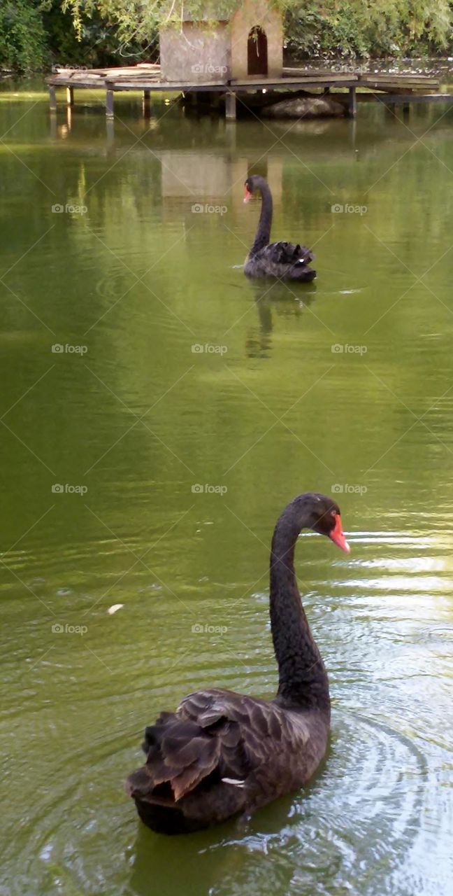 Black swans bathe in the lake