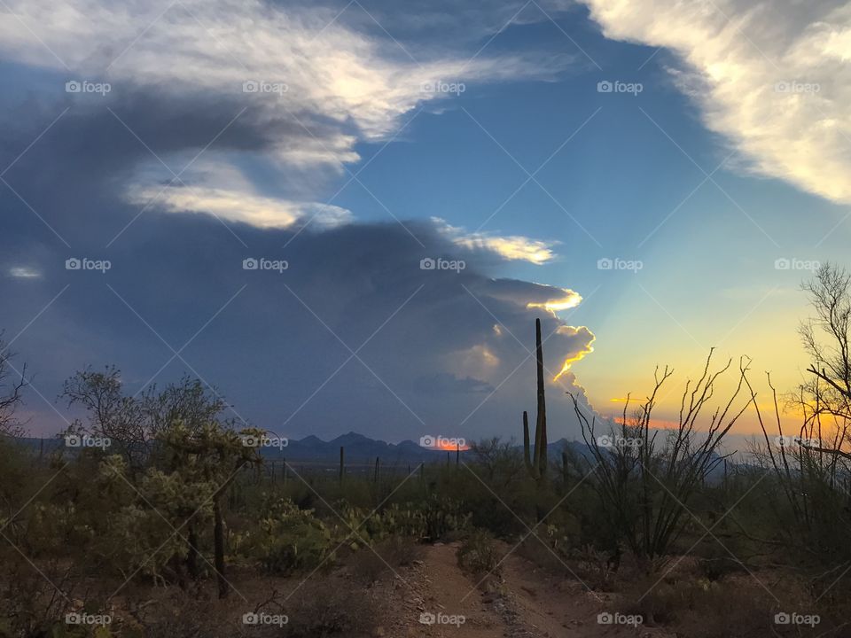 Nature - Desert Sunset Landscape 