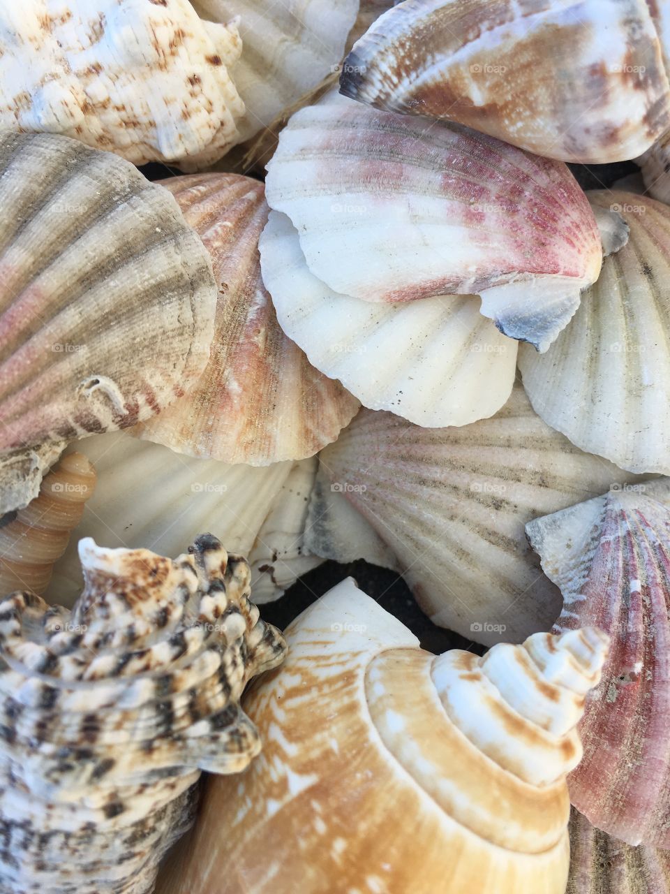Seashells.