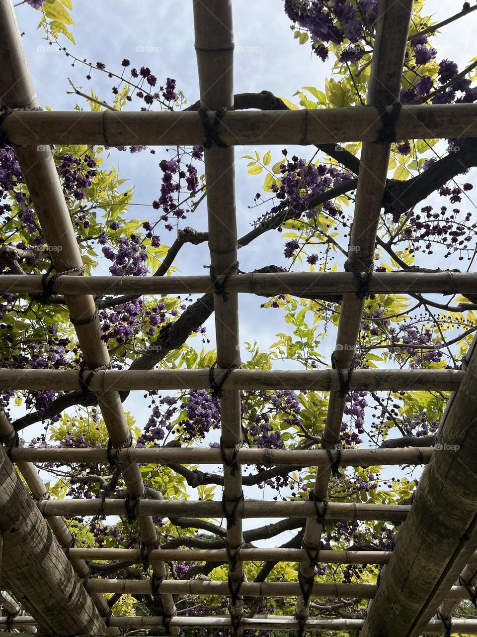 Wisteria Trellis 