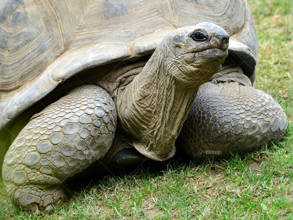 Close-up of giant tortoise