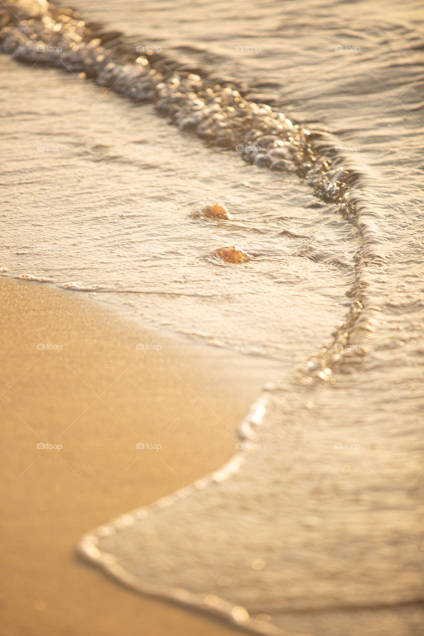 Jellyfish washed up on the beach 